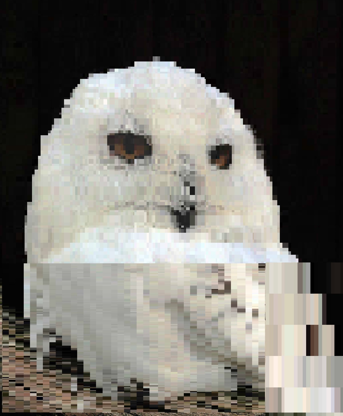 Crusty edited pic of an owl