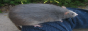 Damn that's a big ass rat